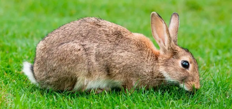 conejos