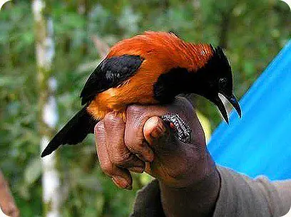 aves aves