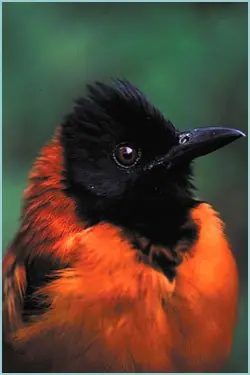 pajaro pajaro