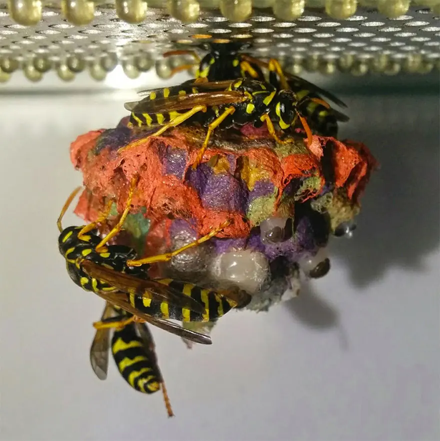 psicodelia
