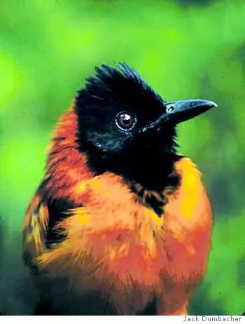 Ven y conoce al único Pájaro Venenoso Ven y conoce al único Pájaro Venenoso