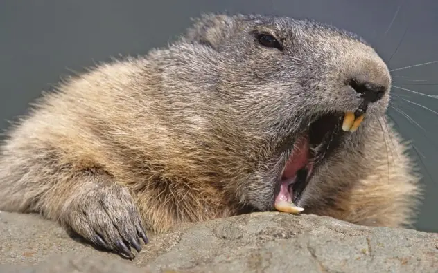 10 Animales Sorprendentemente peligrosos