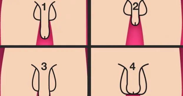 Tipos de pene: Cual es el tuyo?