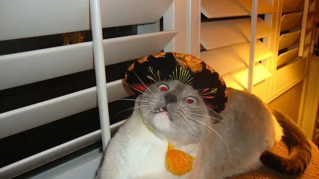 fotos