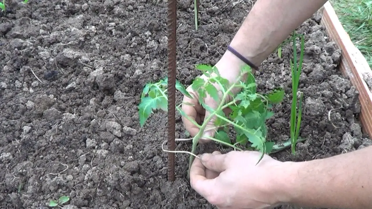 Como Poner Tutor Al Tomate