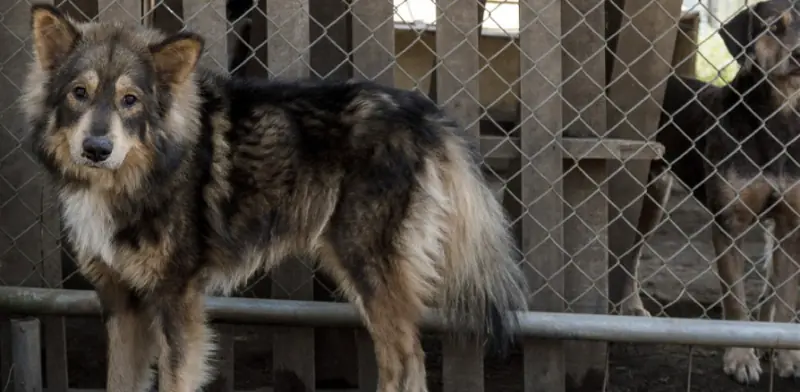 No creerás este curioso refugio de perros rescatados