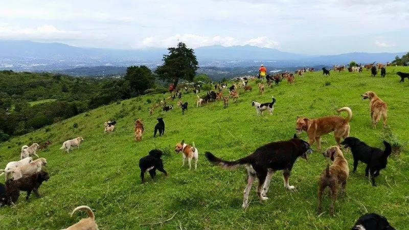 No creerás este curioso refugio de perros rescatados