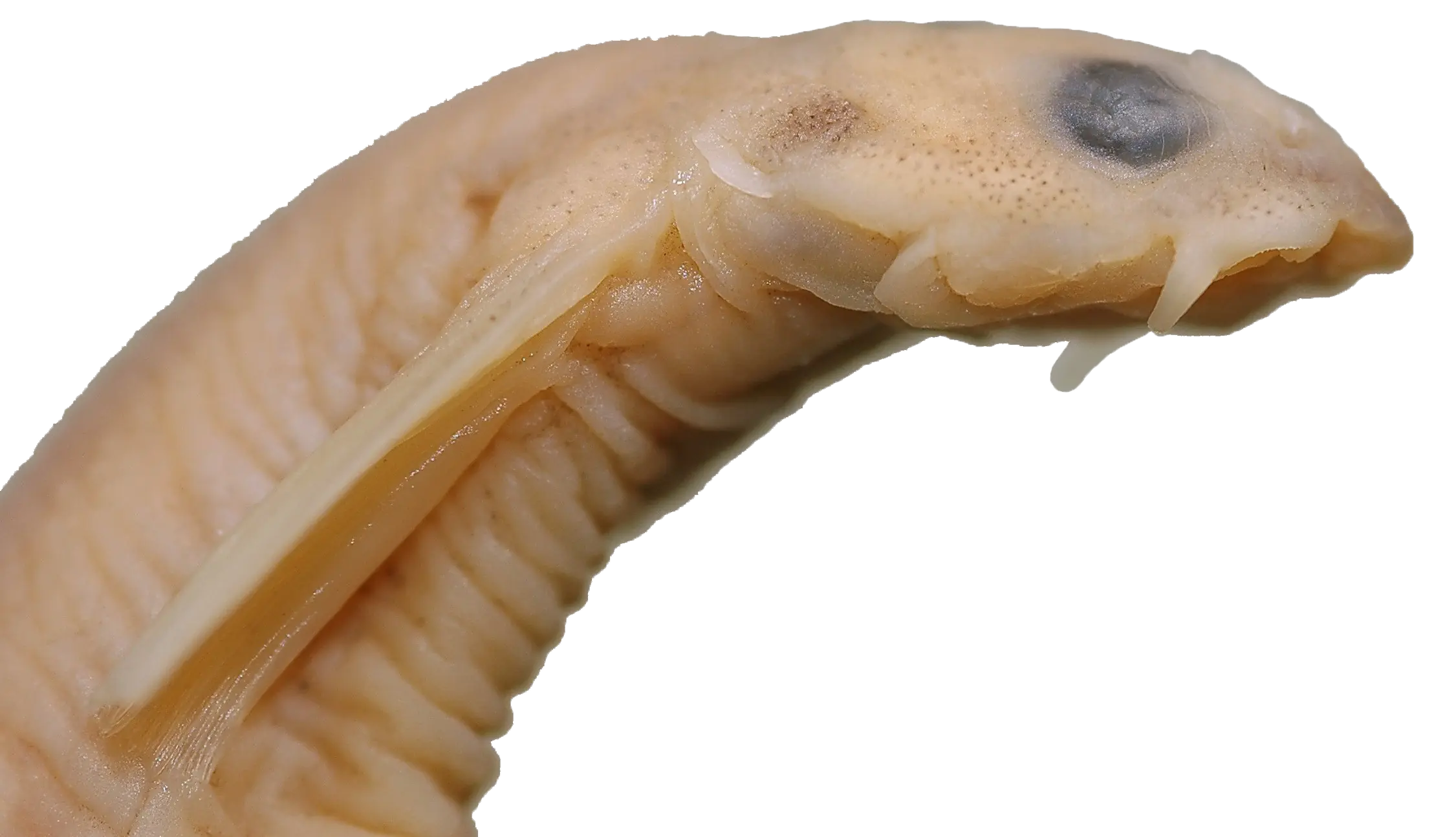 candiru