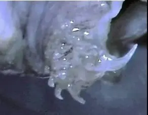 candiru fish