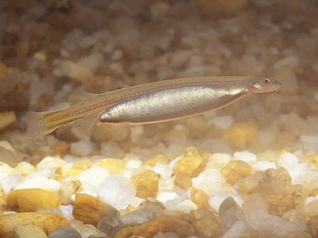 candiru pez del amazonas