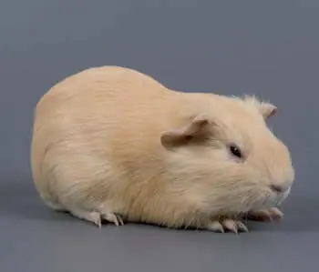 raton