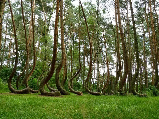 bosque bosque