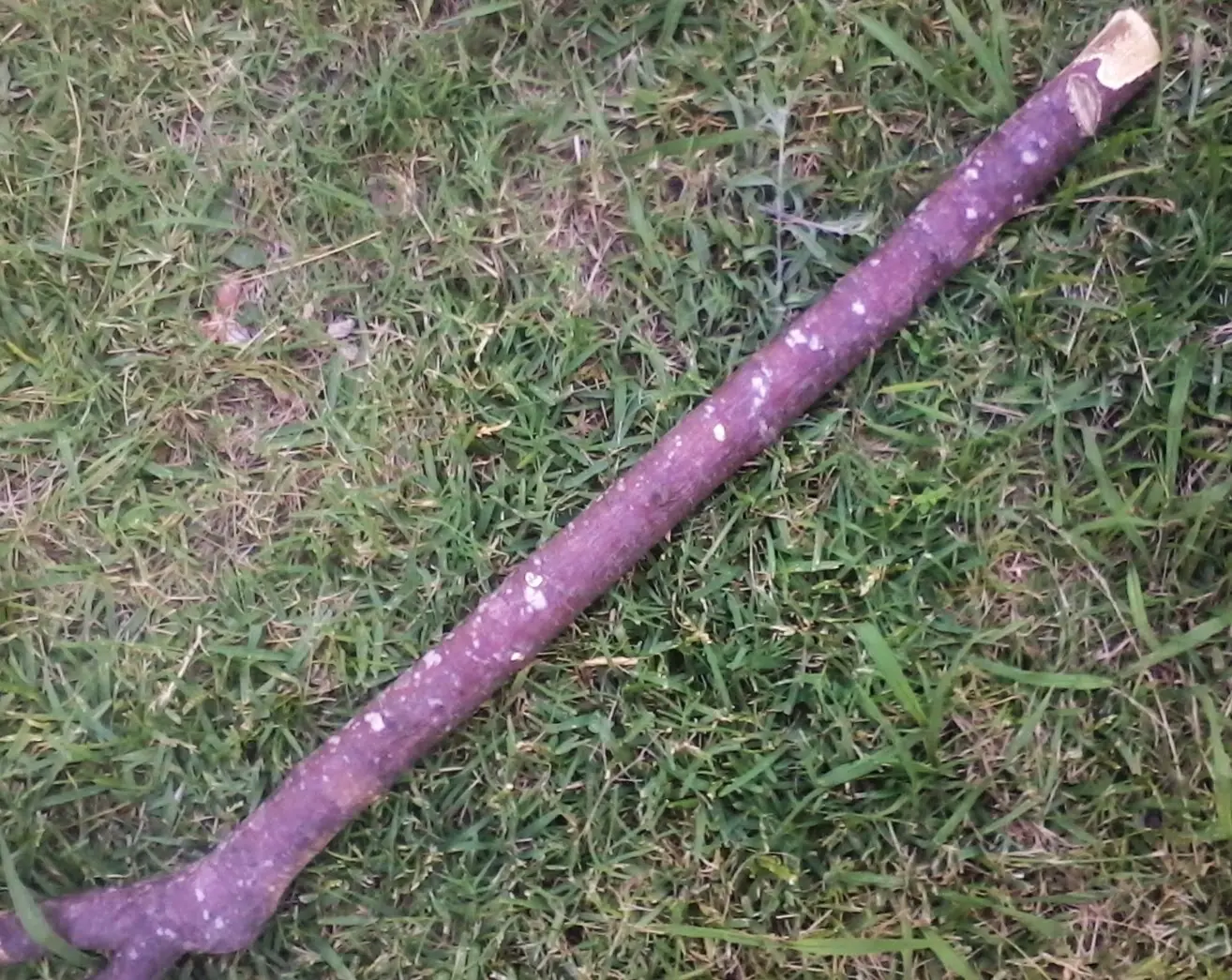 tomahawk