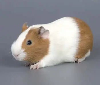 Me compre un cobaya y te lo muestro