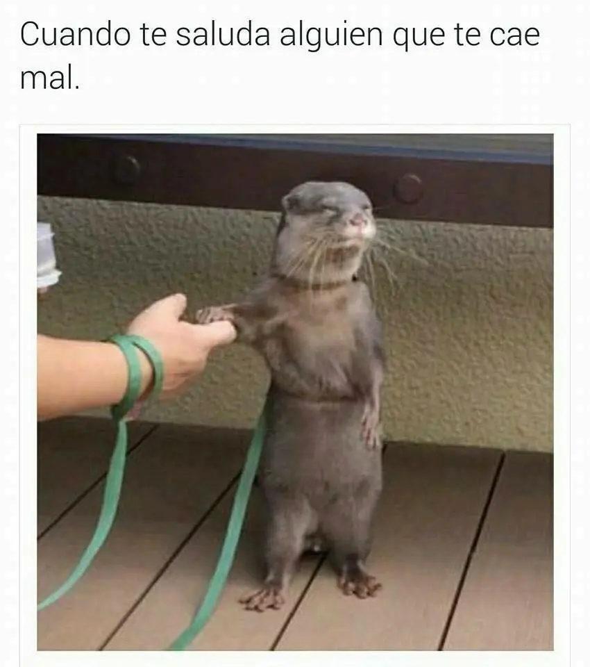 memes