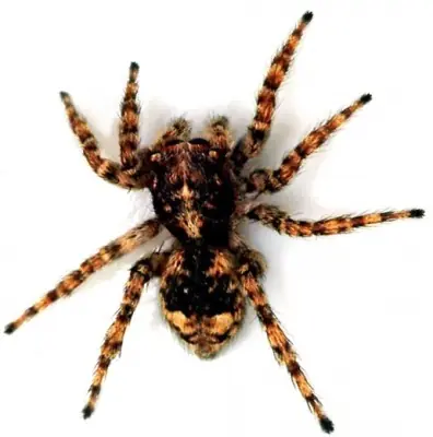 ¿La araña es insecto?