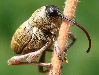 insecto