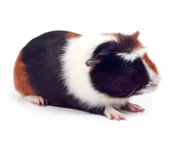 Me compre un cobaya y te lo muestro