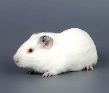 rodedor