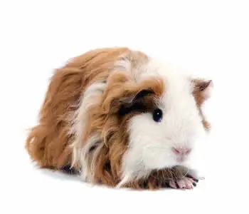 raton
