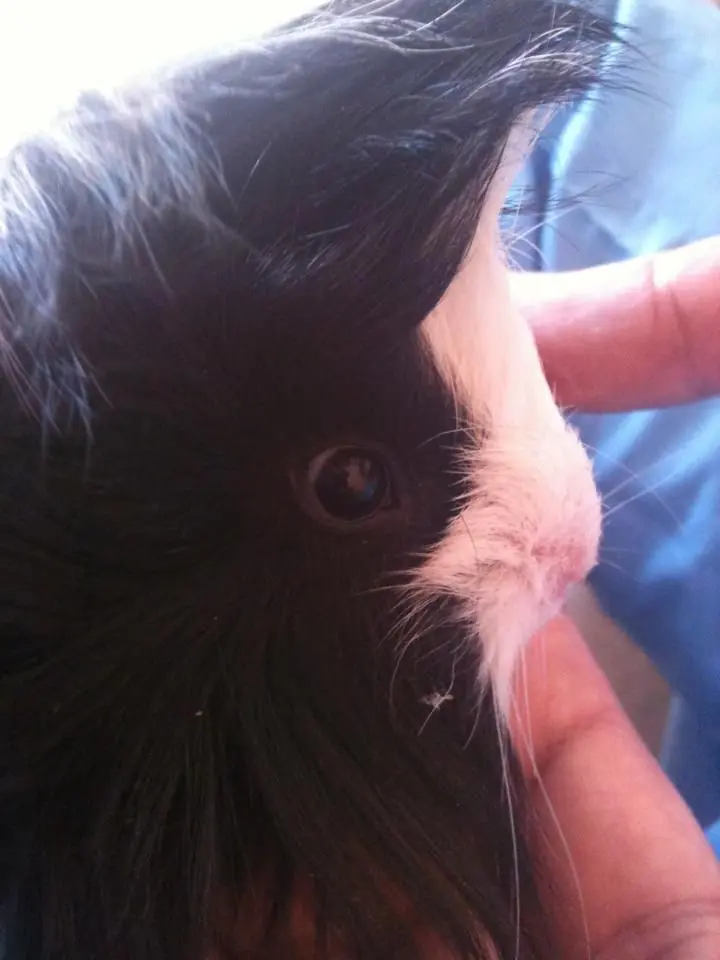 Me compre un cobaya y te lo muestro