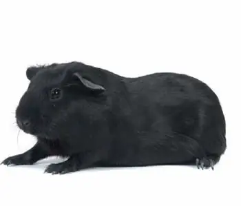 mascota