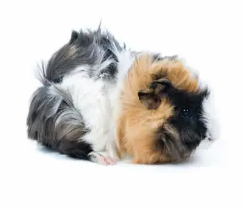 raton