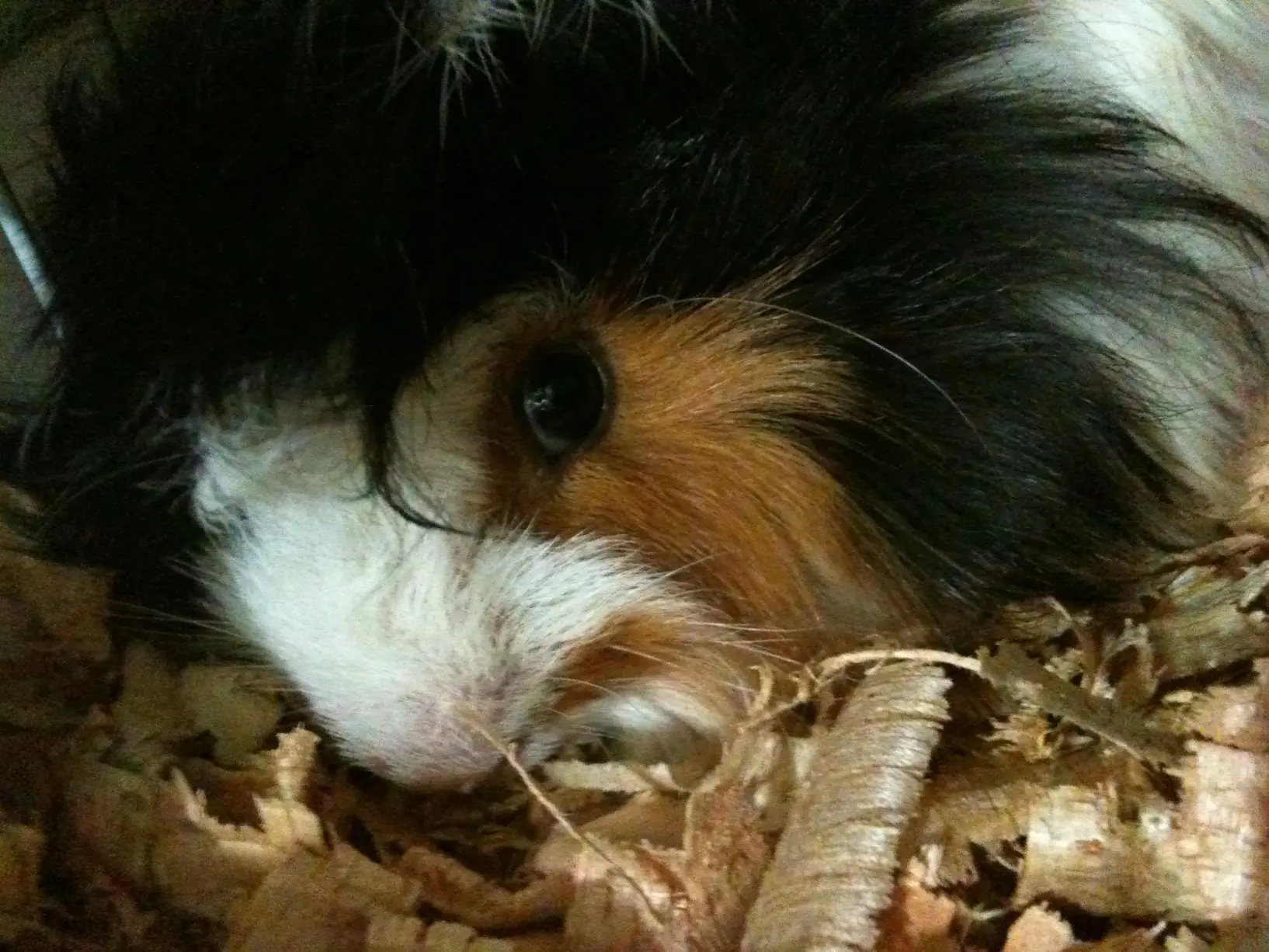 mascota