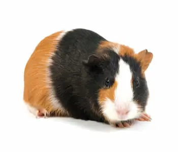mascota