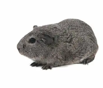 cobayo