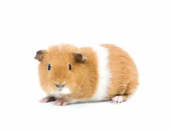 mascota