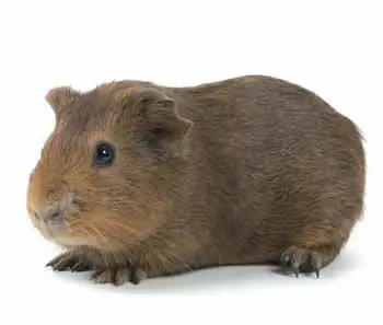 rodedor