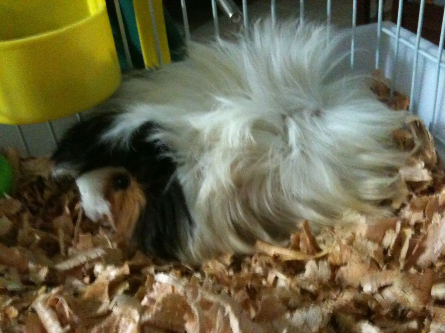 raton