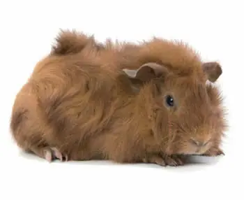 cobayo