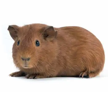 cobayo