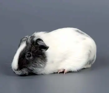 cobayo