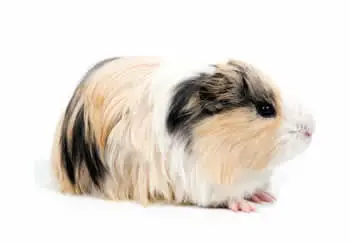 rodedor