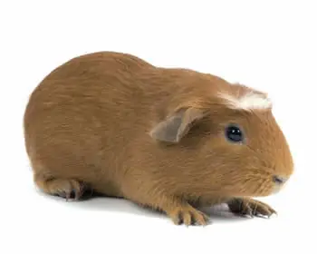mascota