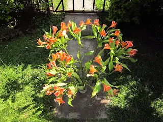 Post cosecha de flores de corte de Alstroemeria