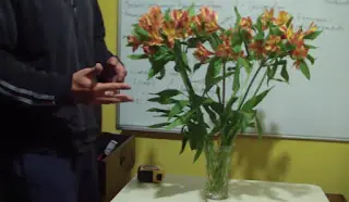 alstromeria
