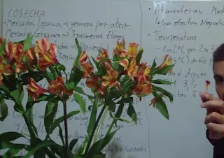 postcosecha alstromeria