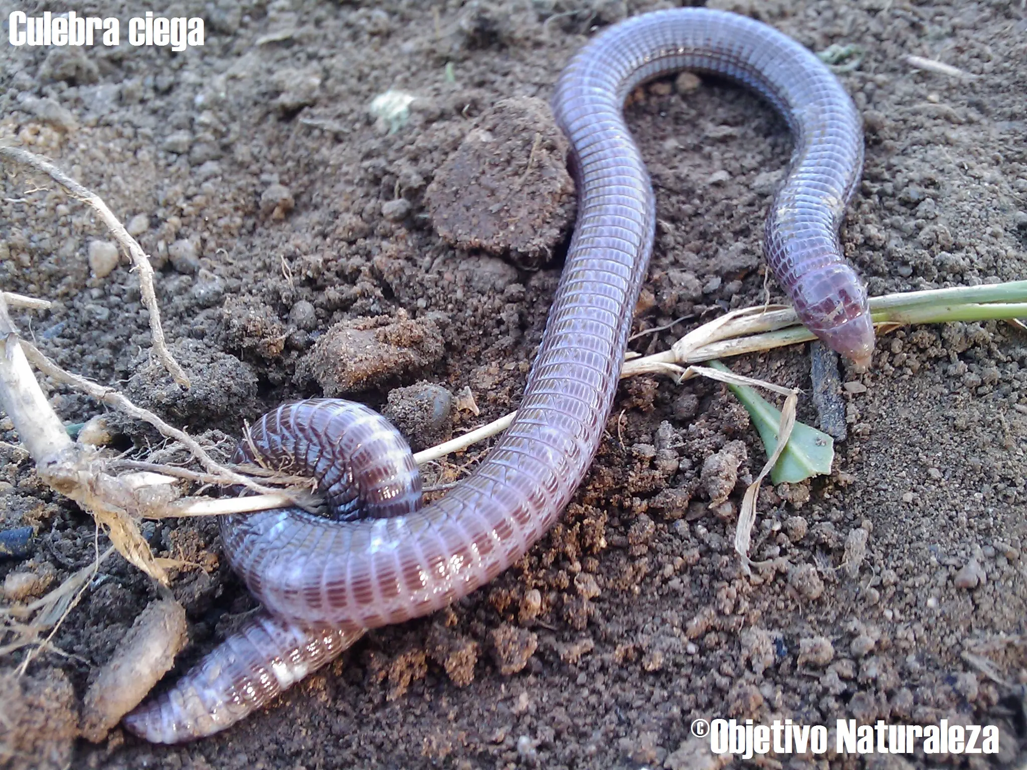 reptil reptil