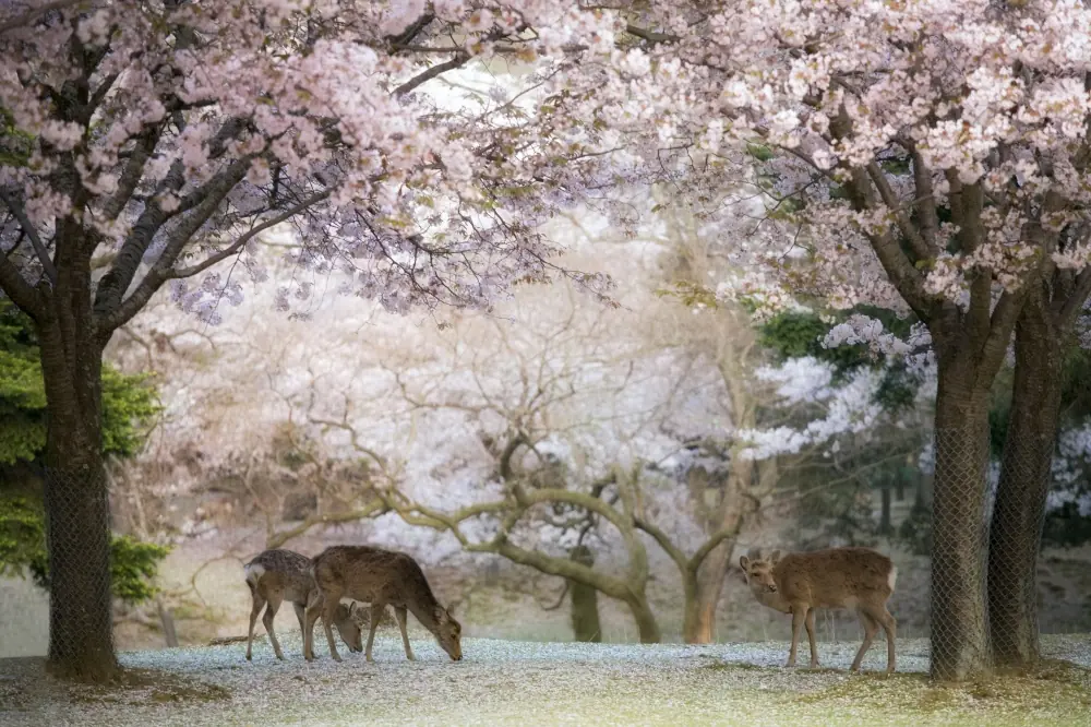 japon