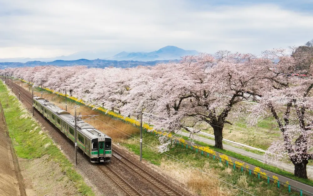 sakuras