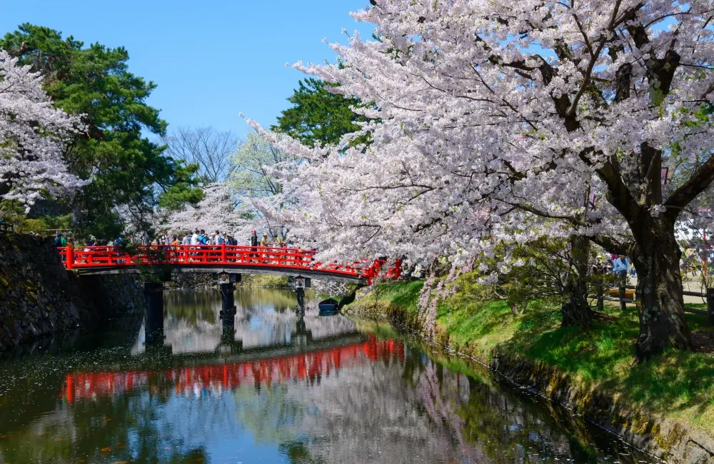 12 Mágicas fotos de sakura en flor