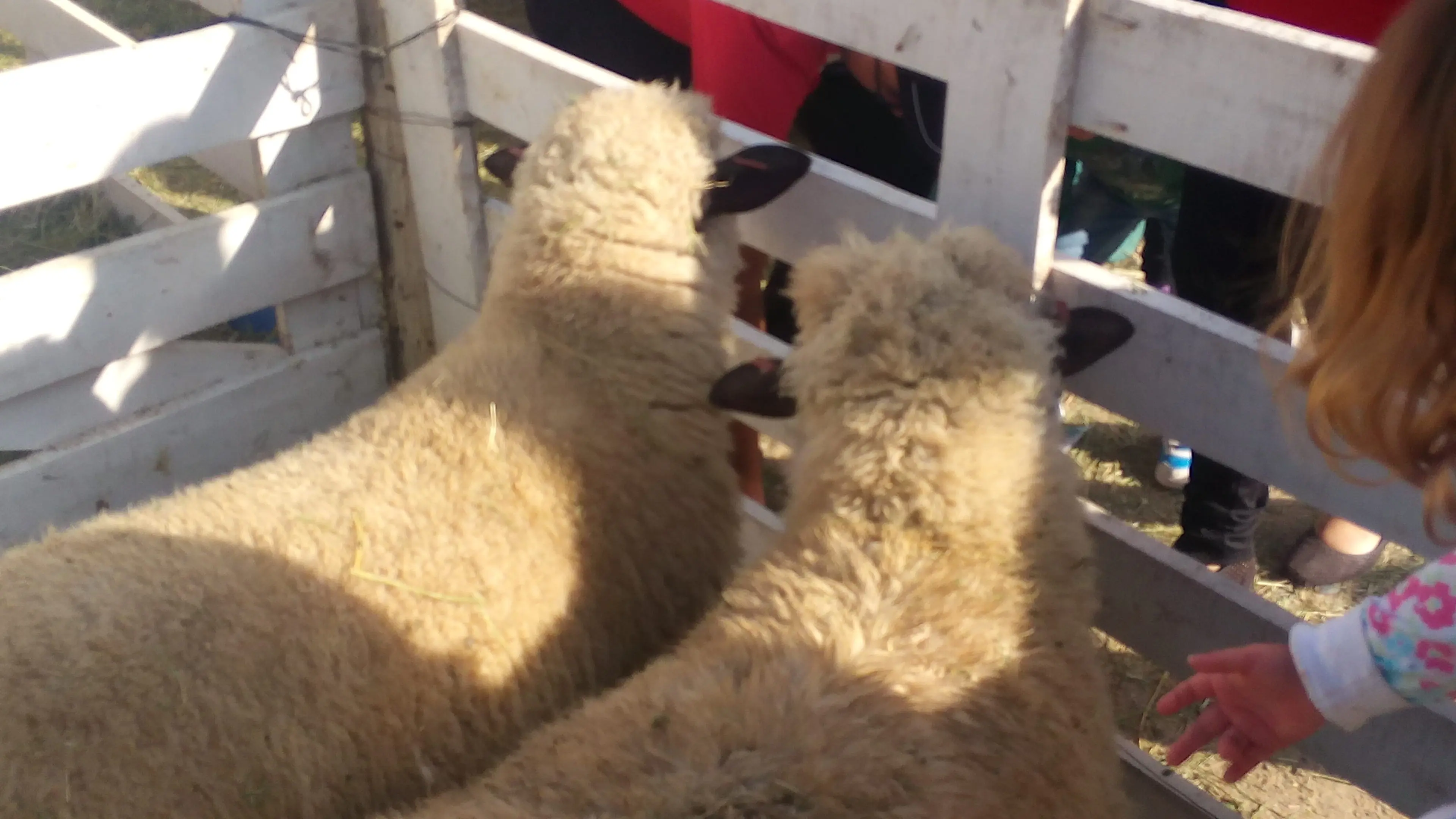 Feria agropecuaria de Gaiman