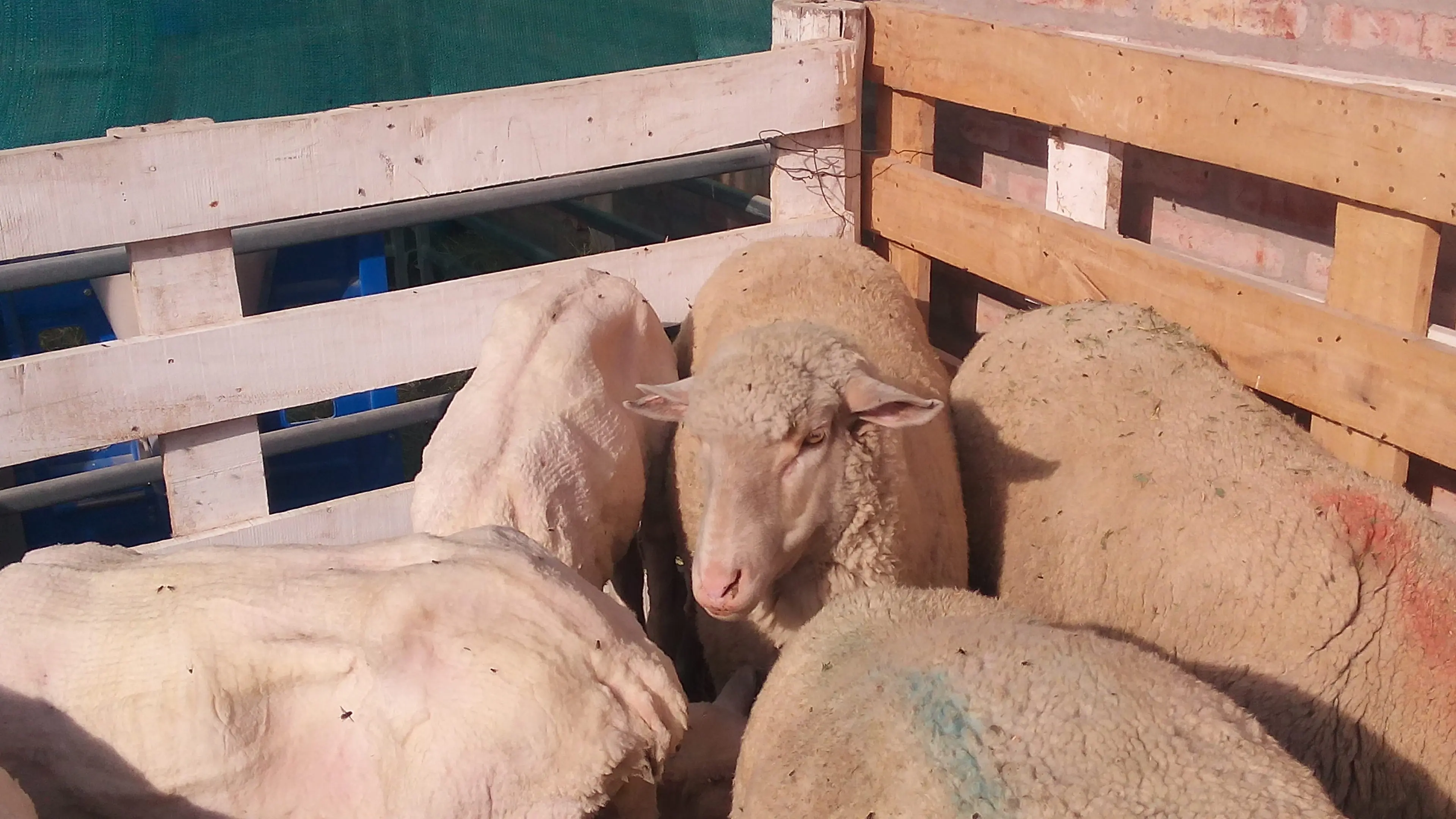 Feria agropecuaria de Gaiman