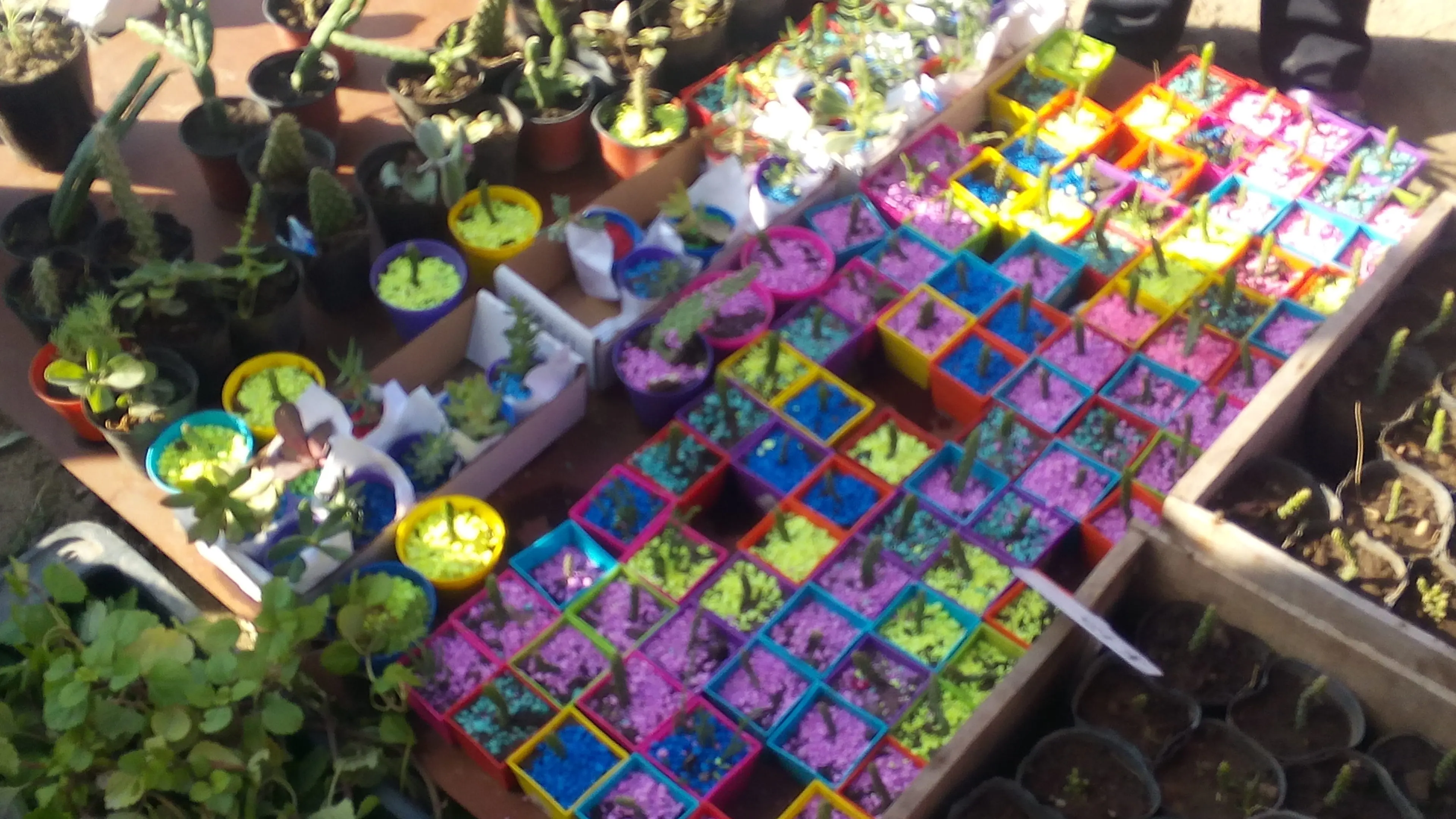 Feria agropecuaria de Gaiman