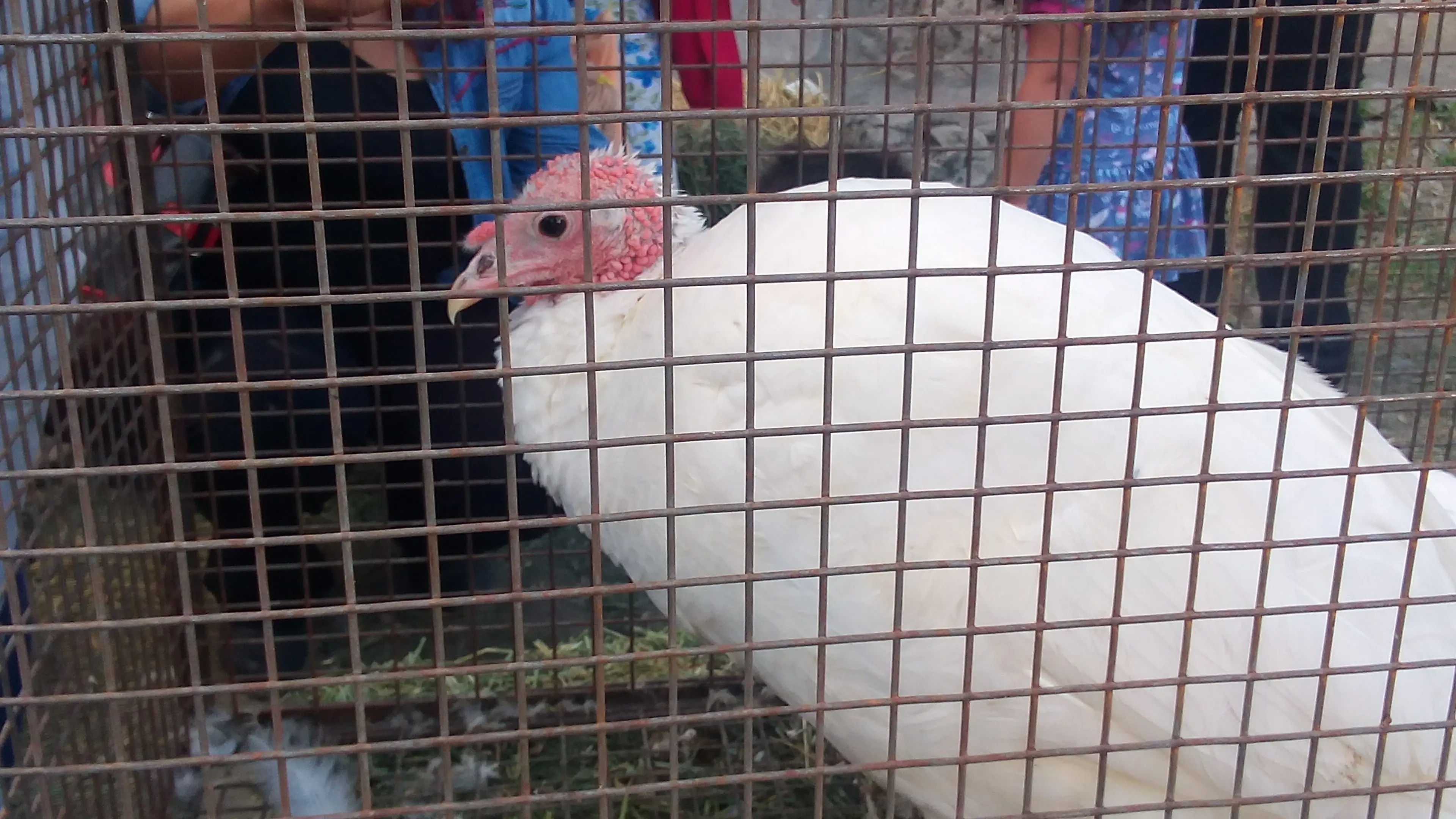 Feria agropecuaria de Gaiman