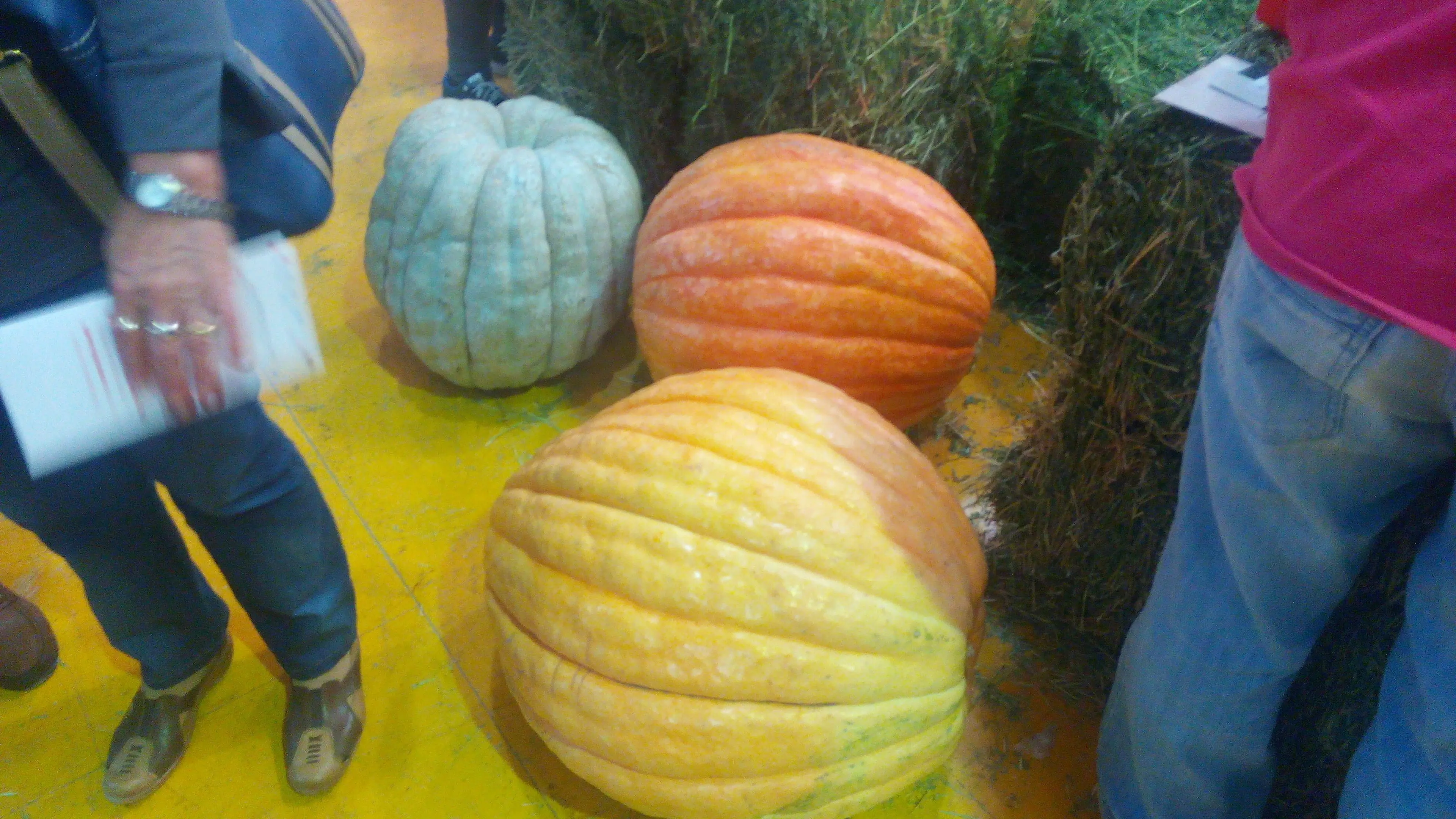 Feria agropecuaria de Gaiman